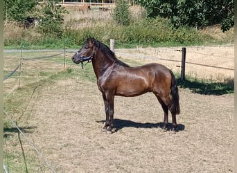 Koń huculski, Wałach, 8 lat, 138 cm, Gniada