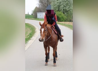 Koń huculski Mix, Wałach, 10 lat, 155 cm, Kasztanowata