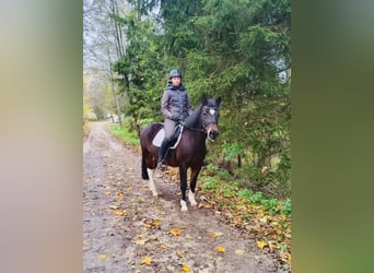 Koń huculski, Wałach, 13 lat, 140 cm, Ciemnogniada