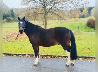 Koń huculski, Wałach, 13 lat, 140 cm, Ciemnogniada