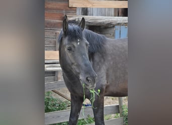 Koń huculski, Wałach, 13 lat, 145 cm, Kara