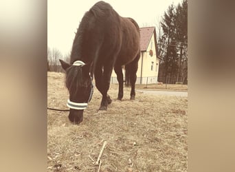 Koń huculski Mix, Wałach, 16 lat, 150 cm, Kara