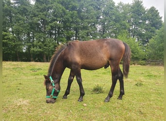 Koń huculski, Wałach, 1 Rok, 138 cm, Gniada