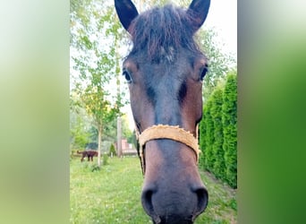 Koń huculski, Wałach, 2 lat, 133 cm, Skarogniada