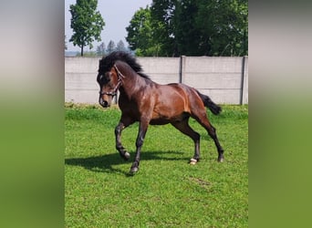 Koń huculski, Wałach, 3 lat, 142 cm, Ciemnogniada