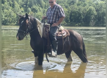 Koń huculski Mix, Wałach, 3 lat, 149 cm, Srokata