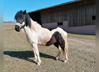 Koń huculski, Wałach, 4 lat, 138 cm, Srokata