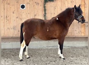 Koń huculski, Wałach, 4 lat, 146 cm, Srokata