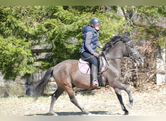 Koń huculski, Wałach, 4 lat, 147 cm, Bułana