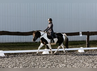 Koń huculski, Wałach, 5 lat, 142 cm, Srokata