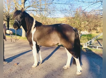 Koń huculski, Wałach, 5 lat, 142 cm, Srokata