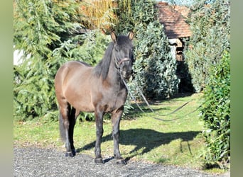 Koń huculski, Wałach, 5 lat, 145 cm, Bułana