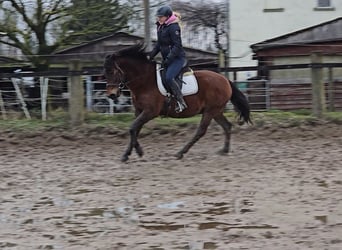 Koń huculski, Wałach, 5 lat, 145 cm, Gniada