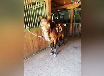 Koń huculski Mix, Wałach, 6 lat, 138 cm, Gniada