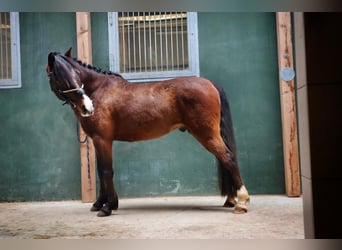 Koń huculski, Wałach, 6 lat, 143 cm, Ciemnogniada