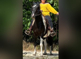 Koń huculski, Wałach, 7 lat, 132 cm, Srokata