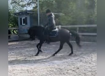 Koń huculski, Wałach, 8 lat, 147 cm, Kara