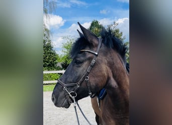 Koń huculski, Wałach, 8 lat, 150 cm, Kara