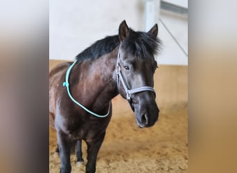 Koń huculski, Wałach, 9 lat, 140 cm, Ciemnogniada