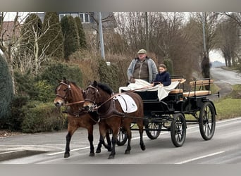 Koń huculski, Wałach, 9 lat, 142 cm, Gniada