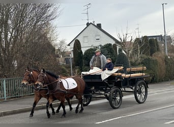 Koń huculski, Wałach, 9 lat, 142 cm, Gniada