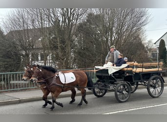 Koń huculski, Wałach, 9 lat, 142 cm, Gniada