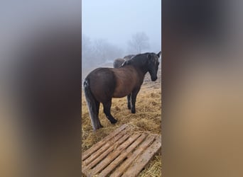 Koń huculski, Wałach, 9 lat, 150 cm, Gniada