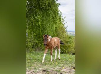 Koń huculski, Wałach, Źrebak (03/2024), 143 cm, Tobiano wszelkich maści