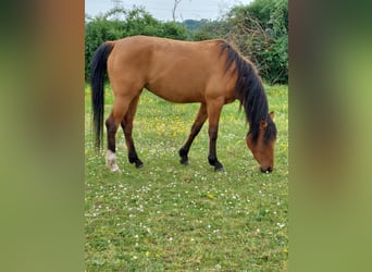Koń karabachski, Klacz, 5 lat, 151 cm, Gniada