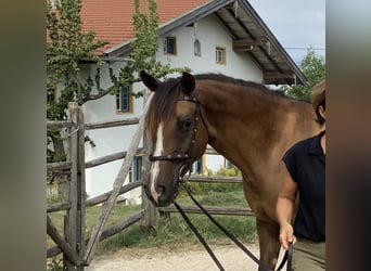 Koń karabachski, Klacz, 9 lat, 154 cm, Jelenia
