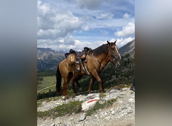 Koń karabachski, Klacz, 9 lat, 154 cm, Jelenia