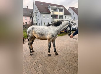 Koń karabachski, Wałach, 6 lat, 152 cm, Siwa jabłkowita