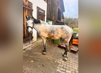 Koń karabachski, Wałach, 6 lat, 152 cm, Siwa jabłkowita