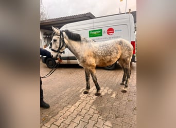 Koń karabachski, Wałach, 6 lat, 152 cm, Siwa jabłkowita