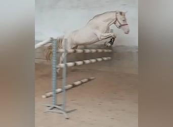 Koń kiński, Klacz, 5 lat, 168 cm, Izabelowata