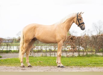Koń kiński, Ogier, 6 lat, 160 cm, Izabelowata