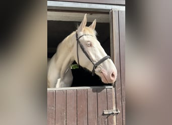 Koń kiński, Wałach, 3 lat, 180 cm, Cremello