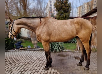 Koń kiński, Wałach, 8 lat, 174 cm, Izabelowata