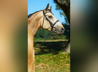 Koń kiński, Wałach, 8 lat, 174 cm, Izabelowata