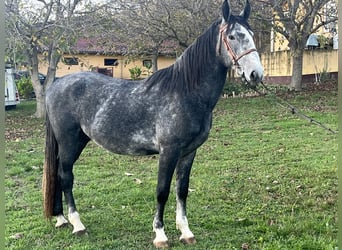 Koń kladrubski, Ogier, 4 lat, 168 cm, Siwa