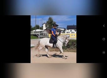 Koń kladrubski, Wałach, 12 lat, 169 cm, Siwa