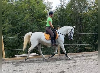 Koń lipicański, Klacz, 10 lat, 152 cm, Siwa