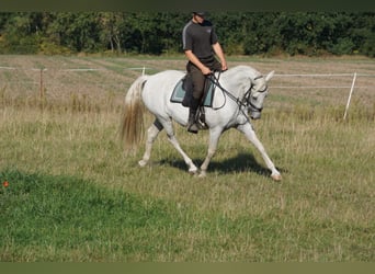 Koń lipicański, Klacz, 10 lat, 156 cm, Siwa