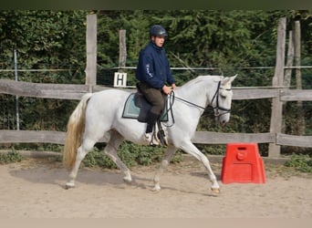 Koń lipicański, Klacz, 10 lat, 156 cm, Siwa