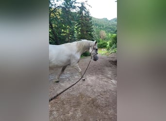 Koń lipicański, Klacz, 10 lat, Siwa Koń lipicański, Klacz, 10 lat, Siwa