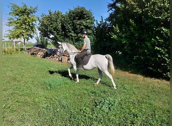 Koń lipicański, Klacz, 10 lat, Siwa