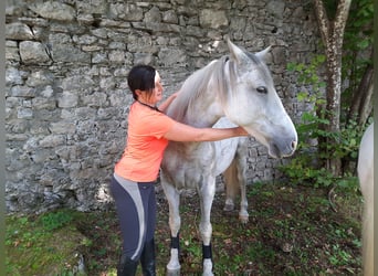 Koń lipicański Mix, Klacz, 11 lat, 154 cm, Siwa