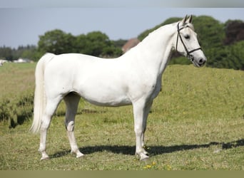 Koń lipicański, Klacz, 12 lat, 165 cm, Biała