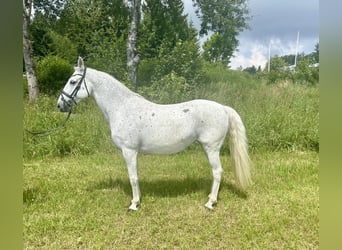 Koń lipicański, Klacz, 13 lat, 150 cm, Siwa w hreczce