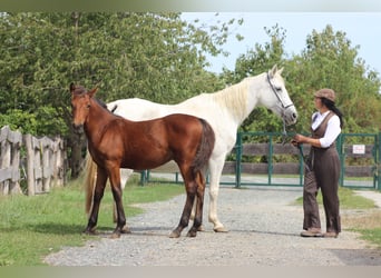 Koń lipicański Mix, Klacz, 14 lat, 155 cm, Siwa